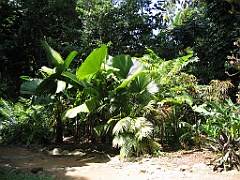 CairnsTC030 Jardin Botanique 030